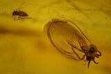 Fossil Fly (Diptera) and a Spider (Araneae) In Baltic Amber #142192-1